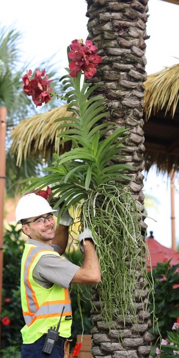 Technical Services Team Member arranging plants on a palm tree.